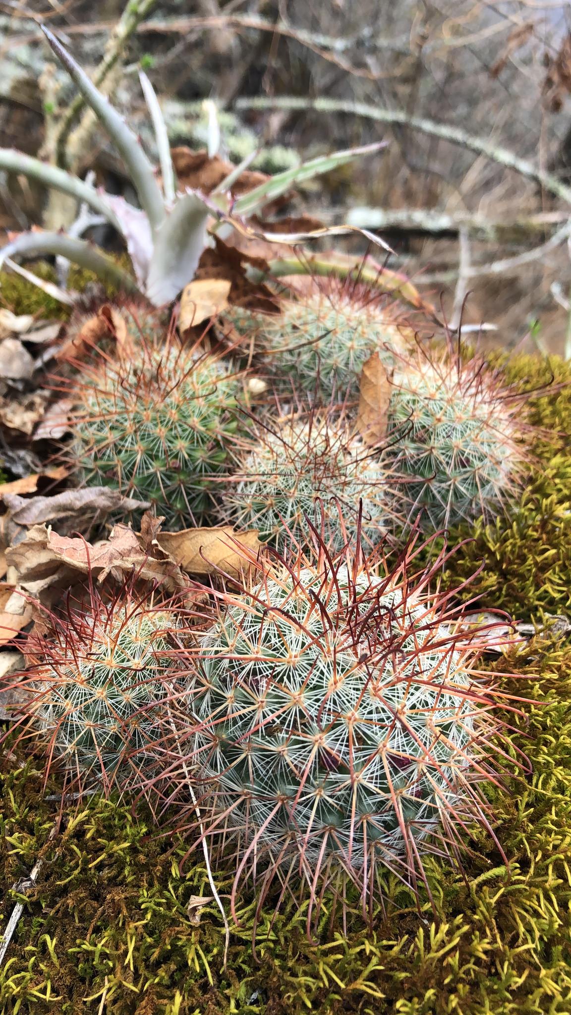 Mammillaria nunezii ssp. nunezii